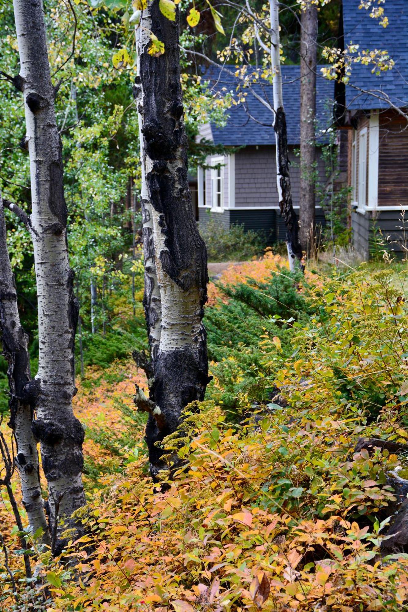 Johnston Canyon Lodge & Bungalows Касл-Джанкшен Экстерьер фото